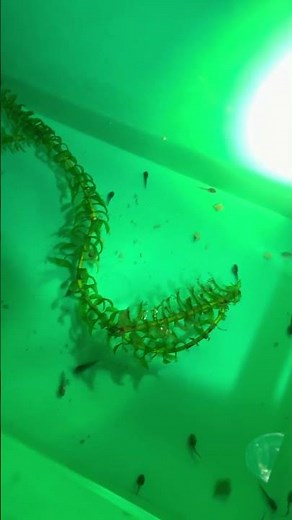 Tadpole growth stages- egg 1-2 days old/ 3-4 days old #fyp #fypシ゚viral #fypage #tadpoles #frogs #pet