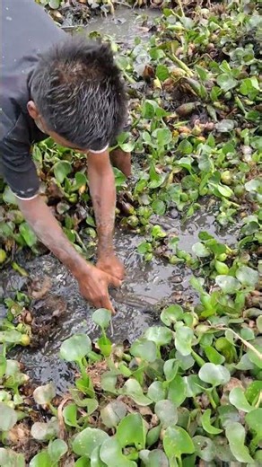 A Fisherman Searching & Catches Big Fish In Mud Water By Hand #shorts #handfish #fishinglife