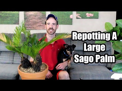 Repotting and Care for a Large Sago Palm