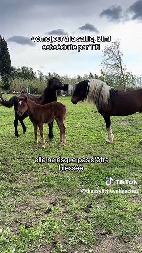 4ème jour de saillie : L'amour entre Bimi et Titi