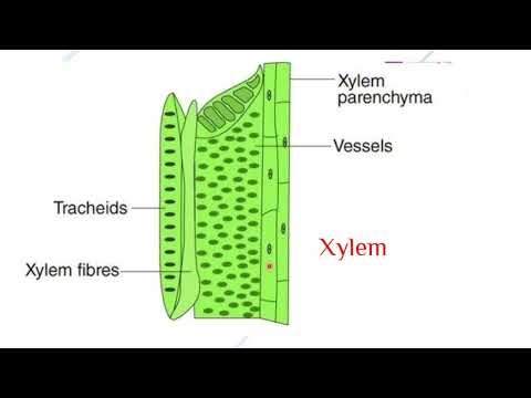 Transportation system in Plants 