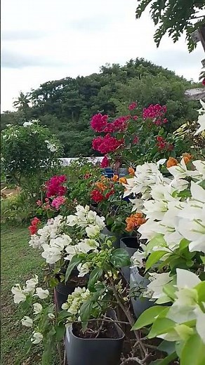 The Artistry of Bomblel: White & Pink Floral Explosions