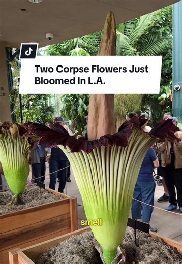 For the first time in years, two Titan Arums aka Corpse Flowers— are blooming together at the Huntington Library. The massive plants are famous for their towering height and infamous odor (they say it smells like rotten meat but we thought it smelled like dead fruit in a fridge.) The bloom only lasts 24–48 hours, so if you've ever wanted to experience it, now is your chance. 📍The Huntington Library, Art Museum, and Botanical Gardens #corpseflower #titanarums #huntingtonlibrary #losangeles #thin