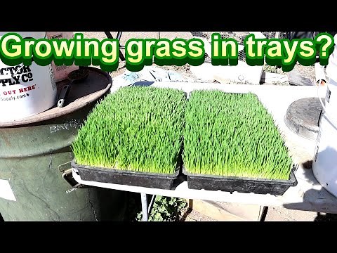 Growing grass in trays?