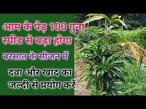 How to grow a mango plant quickly | How to grow a mango tree quickly