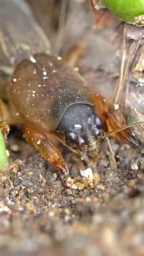 Mole Cricket: The Fastest Cave Digger In The Insect World #molocricket #insects #cricket