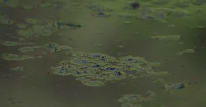 Blue-green algae is back in Austin waterways
