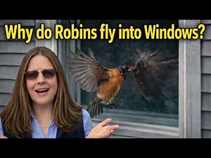 Why Do Robins Fly Into Windows? 🐦 The Surprising Truth