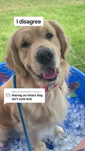 Benefits of Having an Intact Dog: Why It Can Be Cute