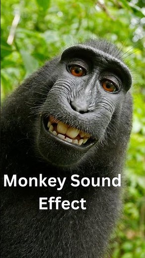 Monkey Sound Effect #shorts #soundseffect