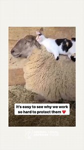 All animals deserve legal protection. ❤️ Read more about our work to protect the lives and advance the interests of animals through the legal system at aldf.org. #animallaw #animalprotection #animallegaldefensefund | Animal Legal Defense Fund