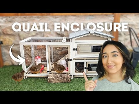 HOW TO RAISE QUAIL | Quail Enclosure Tour