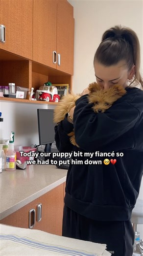 Honey | Pomapoo Puppy on Instagram: "This has been the hardest day of our lives (…for him, mostly) 💔 #pomapoo #plottwist #funnyreels #darkhumor #relationshiphumor #doghumor #fyp cc: @mrs.ladytata for the inspo"