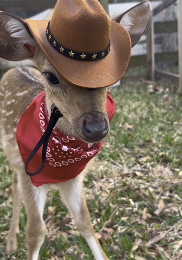 #deer #deertok #rodeo #cowboy #babyanimals | deer