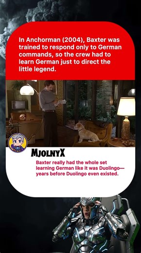 In Anchorman (2004), Baxter was trained to respond only to German commands,