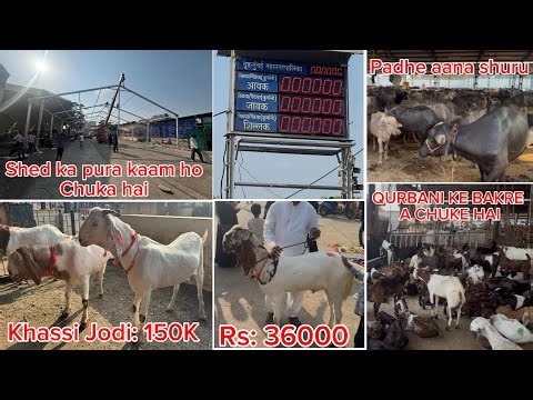 Deonar Bakra Mandi Mai Qurbani ke Bakre a Chuke Hai | Friday Update | 15th May 2026 