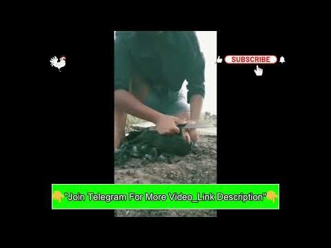 Lady butchering Chicken || Lady slaughter vlog