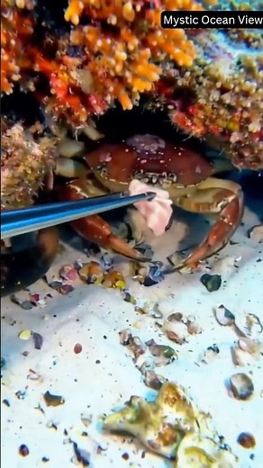 Amazing Marine Life Moment Beneath the Reef