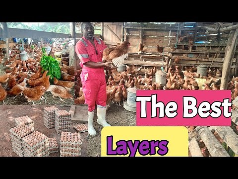 The Best egg laying Chickensl: why Hyline Brown, ISA Brown, and Lohmann sande are the best chickens?