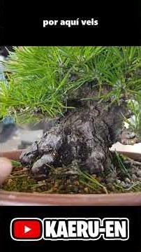 Incredible Japanese black pine bonsai shohin