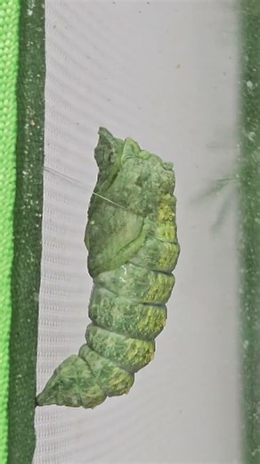 How a Butterfly Caterpillar Turns into a Cocoon #butterflies #butterflygarden