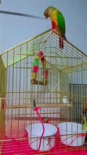 Pov- green cheek conure ruling the cage like a tiny king 👑🦜💚 #Shorts#BirdsLife#GreenCheekConureVibes