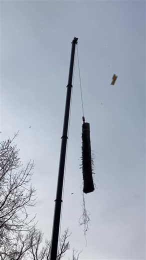 11 reactions | Carefully rigged and lowered piece by piece for a clean, controlled removal⬇️ This is how large tree removals get done from top to bottom without risking your property. | Kingkiner Tree Service | Facebook