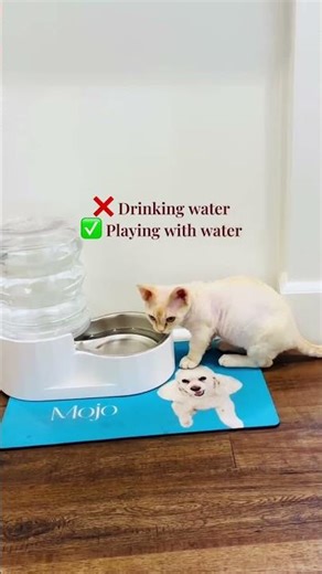 The exploration of its fluid dynamics, however, is an exercise in feline curiosity.