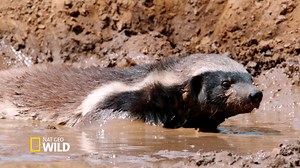 Grit loves to take mud baths. She’s also dubbed the most fearless animal in the world. Grit: Honey Badger Tough begins at 8pm. | Nat Geo Wild UK