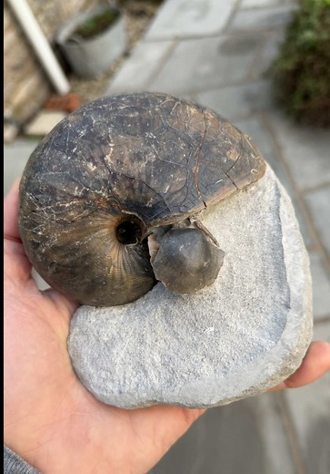 A nautilus from the Jurassic coast of Dorset. I was buzzing with this find #fossilhunting #fossilprep #jurassiccoast #nautilus #fossil
