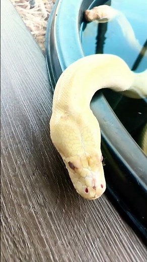 Handling a Giant: Burmese Python Basics