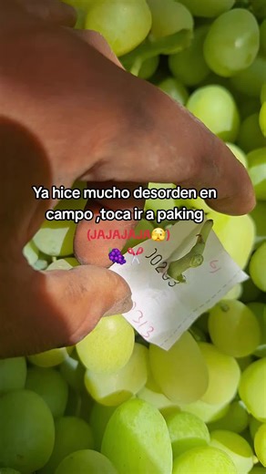 Trabajo en el Packing de Uva: Experiencias y Consejos