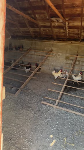 Verbal assault works on poulty also #farmerfran #farmtok #fyp #relateable #farmwifelife #farmlife #farm #foryoupage #farmwifefarmlife #farmtiktok #mrsfarmerfran #ranch #farmwife #farming #farmer #chicken #poultry #poultryfarming #eggs #farmfresh