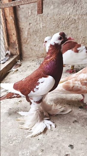 Pigeon Sounds Compilation Bird Sounds in Nature Bird Relaxing Nature Sounds #birds for you