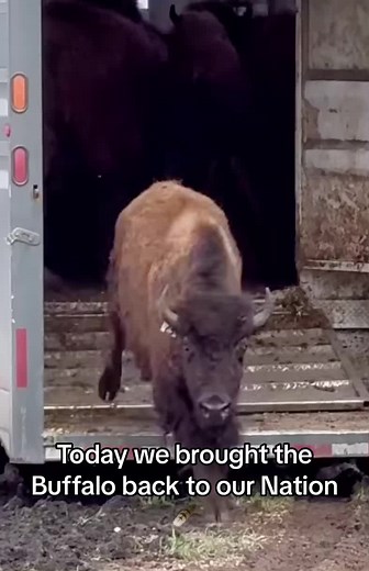 For First Nations peoples, particularly those on the Great Plains, the buffalo (bison) is the literal and spiritual heartbeat of their culture. It symbolizes abundance, strength, resilience, and unity. The animal is revered as a relative that willingly sacrificed itself to sustain the people, the buffalo (bison) is sacred because it represents the ultimate provider. This reverence shapes culture, spirituality, and daily life. #buffalo #restoration #heritage #fyp #nativetiktok #indigenous