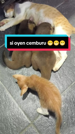 Si Oyen Cemburu dengan Otter Jule dan Beno