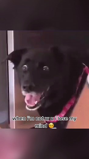 #meme #dog #fup #britneyspears