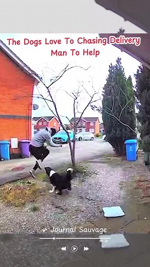 Dogs Chasing Delivery Man: A Playful Encounter