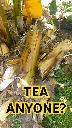 Easiest way to make compost tea