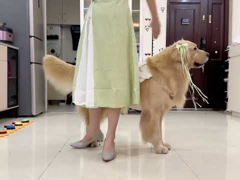 Golden Retriever's Perfect Match: Yellow & Light Green Cutie