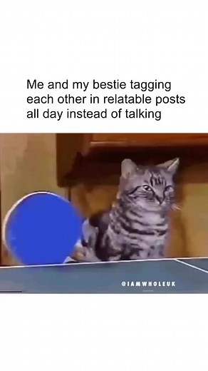 2.5M views · 45K reactions | Com-meow-nication is key in any fur-iendship.  // @iamwholeuk #ModCloth #besties #bestfriends #catsofinsta #relatable | ModCloth | Facebook