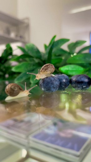 Adorable Blueberry Snail Babies for Sale