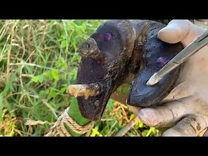 Cow Hoof Health Guide 🐮 | Full Cleaning & Safe Nail Treatment