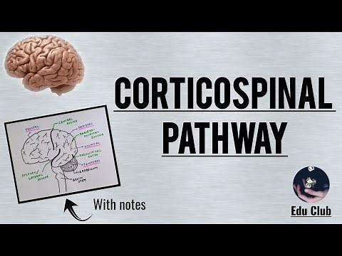 Corticospinal Tract || Pyramidal tract - Detailed Explanation with PG Questions