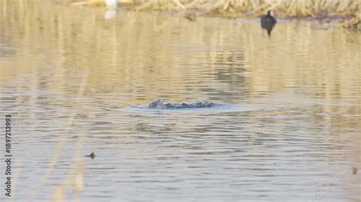 Eurasian Coot Diving and Emerging with Water Weeds in Slow Motion 4K HDR