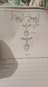 Name a likely method of pollination for the flowers shown at A ... | Filo