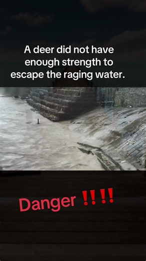 A man fearlessly jumped into the river to rescue a deer. #deer #river #animal #english #fyp