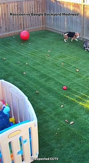 This raccoon came for food… not cardio 💀🍎 #CCTV #FunnyAnimals #BabySafe #BackyardChaos #Raccoon