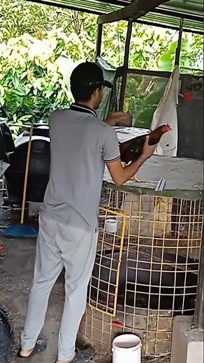 entrenamiento para gallos de combate