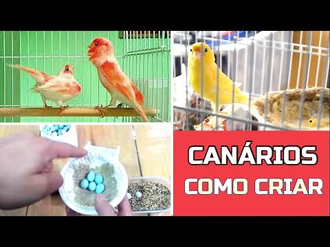 Como reproduzir canário-belga ou do reino - Passo a passo